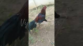 Vijay roaster farm Avinashi kuttagam Tirupur Tamil Nadu [upl. by Ardehs]