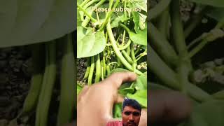 Neem ki kheti 🌱 kheti khetikarna Akshar [upl. by Ueihttam865]