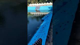 Hot water spring in Garampani Wildlife Sanctuary in Karbi Anglong district minivlog travel [upl. by Hump16]