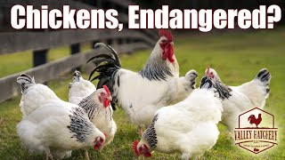 Are Some Chickens Endangered [upl. by Lihcox]