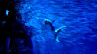 Great white shark RARE behavior  Monterey bay aquarium [upl. by Yannodrahc655]