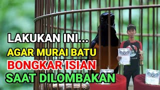 agar murai batu bongkar isian saat dilombakan [upl. by Laurette530]