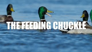 Mallard Calling — Feeding Chuckle [upl. by Sandro139]