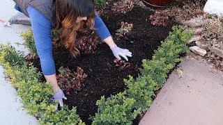 How I Take Care of Hellebores in the Spring ✂️🌿 Garden Answer [upl. by Buskirk]