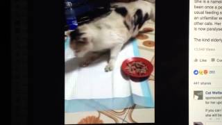 Declawed Cat Paralyzed And Bedridden [upl. by Nicholas373]