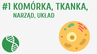 Komórka tkanka narząd układ 1  Homeostaza [upl. by Htidirem]