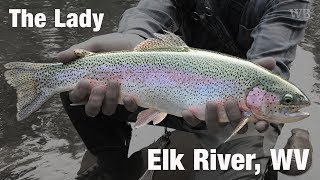 Fly Fishing quotThe Ladyquot Elk River WV  Wooly Bugged [upl. by Nwahsad]