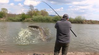 Pecanje soma bele ribe i šarana na Zapadnoj Moravi kod Kraljeva FULL VIDEO Fishing catfish on river [upl. by Bonneau]