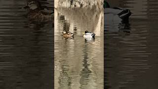 ANADE REAL PATOS EN LIBERTAD [upl. by Nomad]