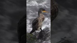 The unique Anhinga birdknowledge facts birds river youtubeshorts facts instagram [upl. by Ellocin299]