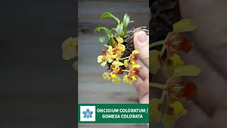 ONCIDIUM COLORATUM  GOMESA COLORATA [upl. by Amisoc]