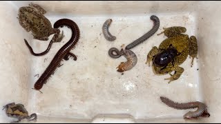 Catch Yellow Toad Captured White Small Millipedes And Chubby Frog Discovery [upl. by Clo]