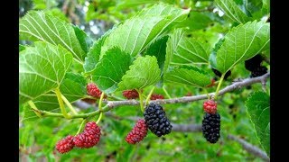 The Interesting World of Mulberries A General Overview [upl. by Maloy]