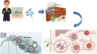 Malaria Plasmodium vivax  ovale malariae  falciparum  الملاريا [upl. by Giana]