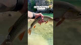 A day fly fishing Wyoming flyfishing wildfly Wyoming dryfly [upl. by Kachine279]