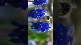 🌾☆⁴•² Grape Hyacinth Genus Muscari in Asparagus Family Asparagaceae¹ [upl. by Ahsimet307]