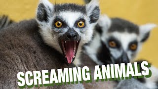 SCREAMING ANIMALS [upl. by Shela]