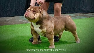 RUMBLE IN THE JUNGLE 50 DOCUMENTARY PART 1 AMERICAN BULLY BULLY TALK WITH ZEB PITS [upl. by Daiz624]