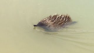 Echidna Goes For a Swim  Viralhog [upl. by Mandie]