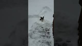 our corgi in 18quot of snow [upl. by Nakre172]