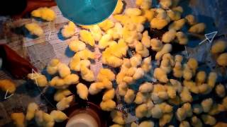 how to start poultry farming in india in hindi  1 [upl. by Tammany]