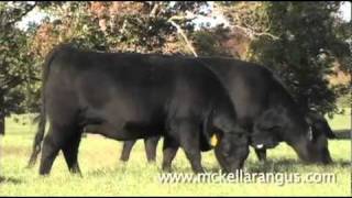 McKellar Angus Ranch Superior TexasRaised Angus Cattle [upl. by Isdnyl590]