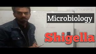 Microbiology Shigella [upl. by Nilesoy]