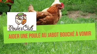 Comment aider une poule au jabot bouché à vomir [upl. by Jasun]