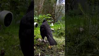 A Bit of Tai Chi amp a Song 💚 blackbird birds pondlife [upl. by Anemix]