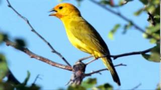 ♫ Jilguero Dorado  Sicalis Flaveola  Saffron Finch ஜ [upl. by Vassell9]