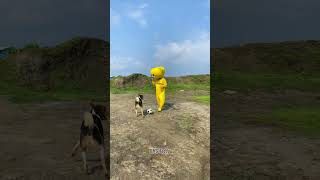 Teddybears and dogs playing football 😂 funny fypシ゚ viral reels viralvideo [upl. by Eimrej109]