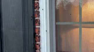 Whole Lotta Boxelder Bugs Crawling on the Building [upl. by Daggna]