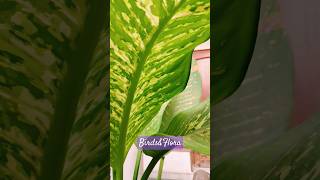 Dieffenbachia seguine Plant🪴 indoor plants  houseplants  naturetrendingplantsshorts aesthetic [upl. by Durarte]