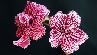 Streptocarpus amp Pelargonium [upl. by Ymas369]