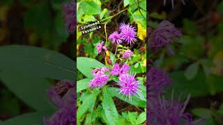 Beautiful Ironweed nature shorts wildflowers [upl. by Ahsenat]