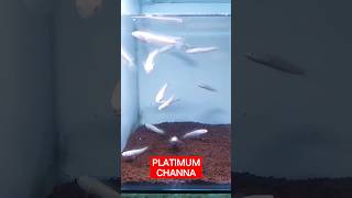 STRIATA ALBINO PLATINUM shorts channa viralvideo [upl. by Heiner454]