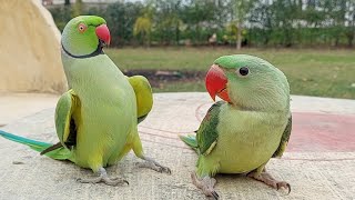 Talking Indian Ringneck Parrot Greeting Baby Parrot  Funny Dancing And Talking Parrot [upl. by Fiorenza]