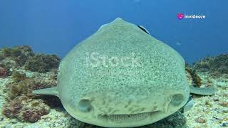 Shark Surprise Tiger Shark Vomits an spiny anteater [upl. by Hutner]