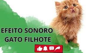 EFEITO SONORO GATO FILHOTE [upl. by Agemo]