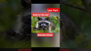 Raccoon AttackLast Part Part 2 [upl. by Aneehsak49]