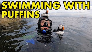 Swimming with Puffins UK [upl. by Thayer]