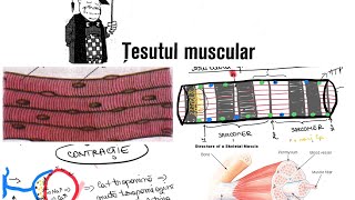 ADMITERE MEDICINA Barron’sCap8 TESUTL MUSCULAR part1 Muschii striati [upl. by Him]