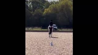 Spirit – Flashy Skewbald Gelding [upl. by Anelys]