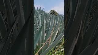 Por esto debes controlar la maleza en agave shortvideo [upl. by Eceela]