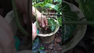 How do I trim xanthosoma lindenii leaves [upl. by Sorci925]