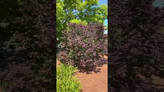 Japanese maples sunbathing Acer Twombley’s Red Sentinel Acer Muraski kiyohime Acer Burgundy Jewel [upl. by Wharton704]