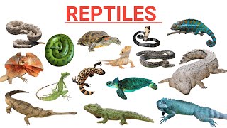 Reptiles  Interesting Facts About Some Famous Reptiles [upl. by Nonnek549]