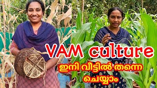 VAM culture  വാം ജീവാണു വളം വീട്ടിൽ തന്നെ ഉണ്ടാക്കാം VidhasWorld [upl. by Hassi]