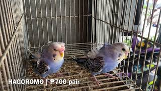 EP 54 BIRD SALE  2 FEAR PETSHOP amp AVIARY [upl. by Leehar]