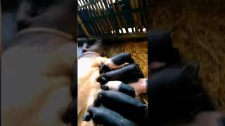 Baby pigs drinking milk🐖❤️ shorts piglet pig natureandanimals naturelovers [upl. by Dame]